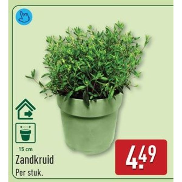 Zandkruid