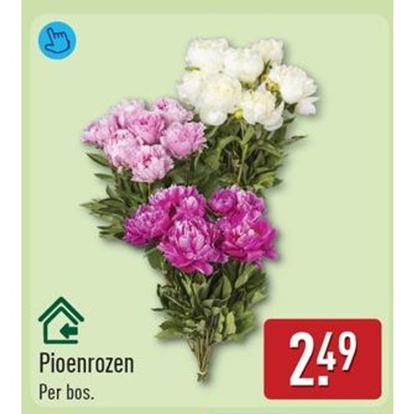 Pioenrozen