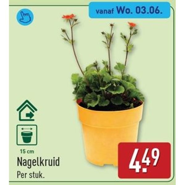Nagelkruid