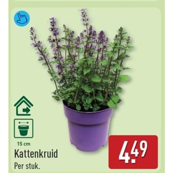Kattenkruid