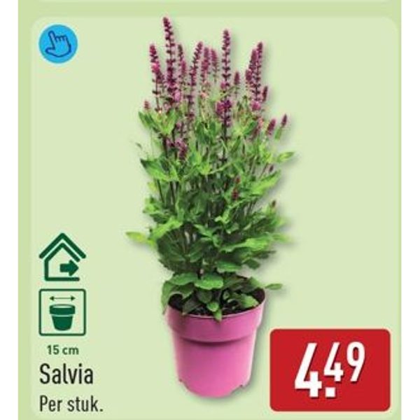 Salvia
