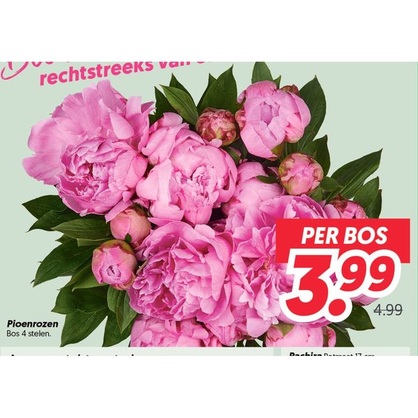 Pioenrozen
