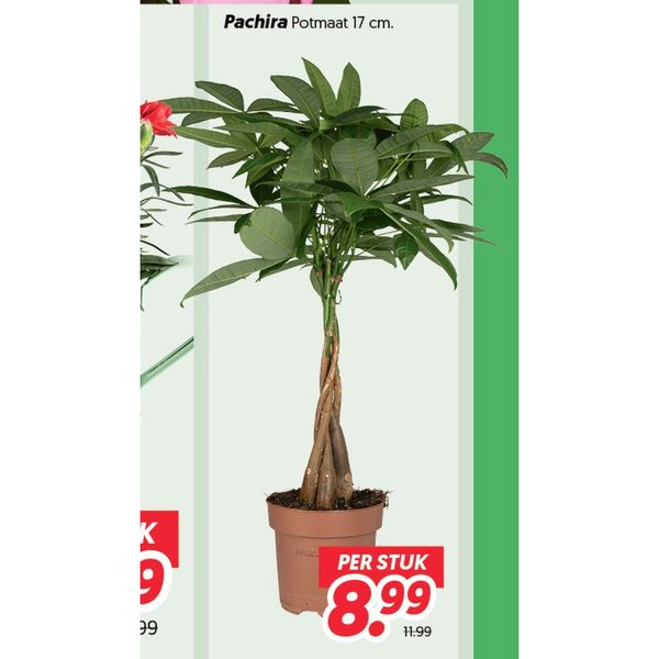 Pachira