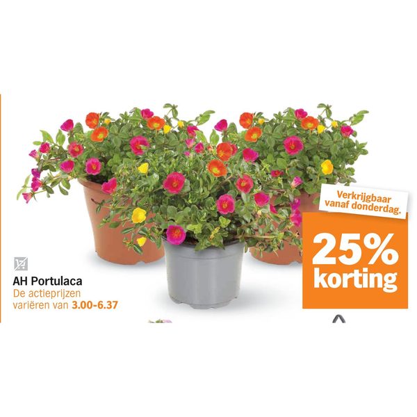 AH Portulaca