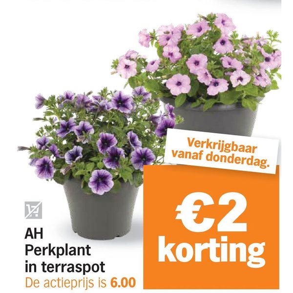 AH Perkplant in terraspot