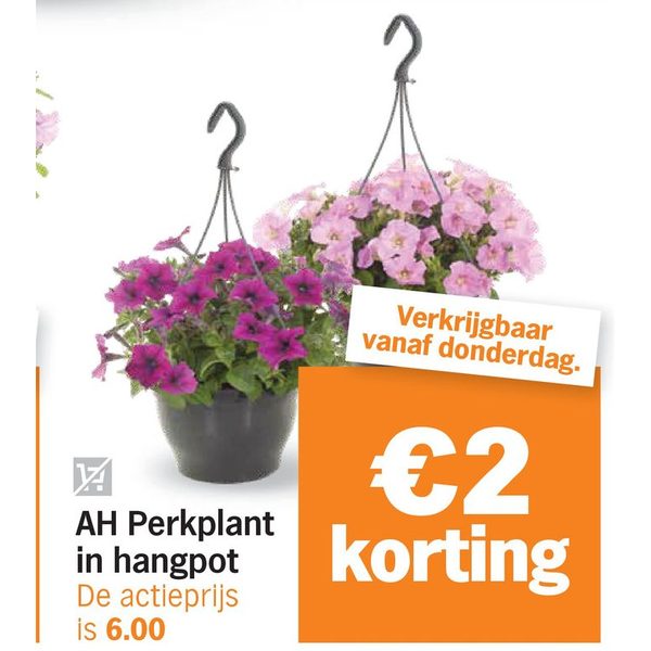 AH Perkplant in hangpot