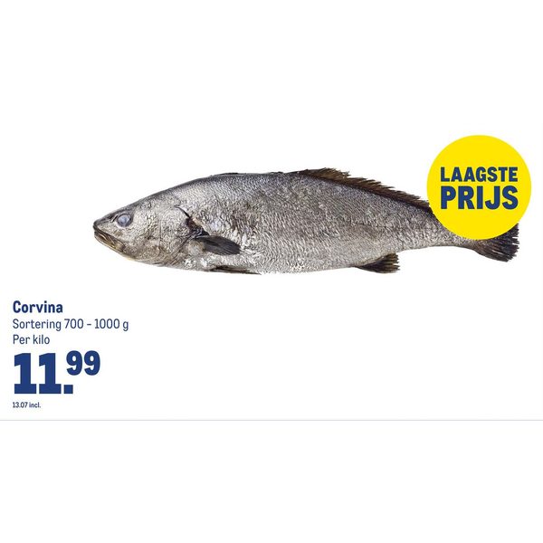 Corvina