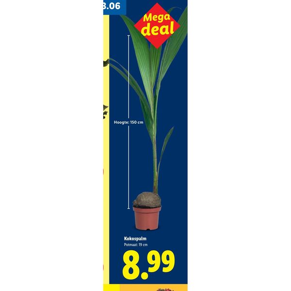 Kokospalm