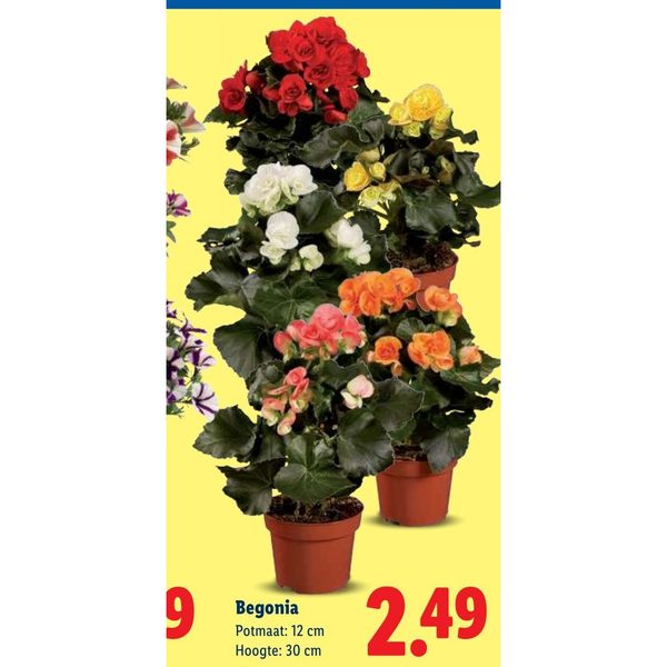 Begonia