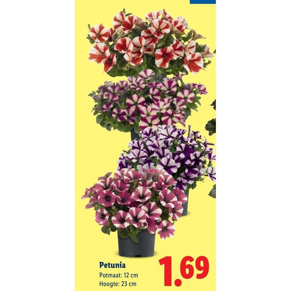 Petunia