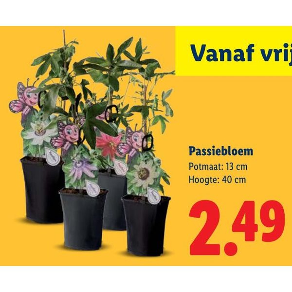Passiebloem