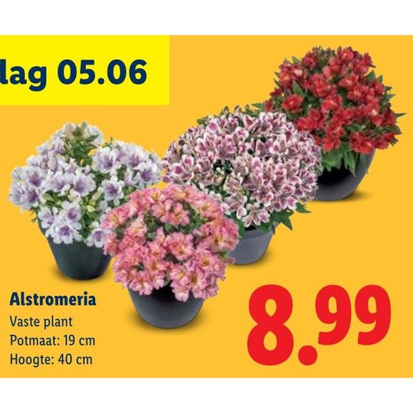 Alstromeria