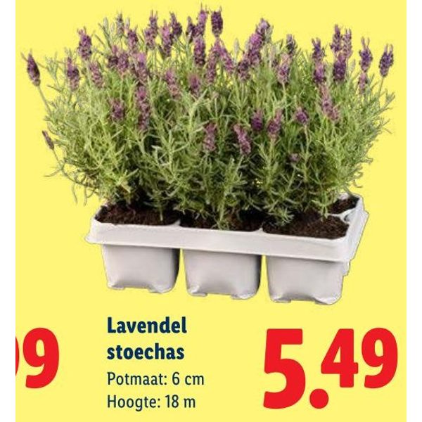 Lavendel stoechas