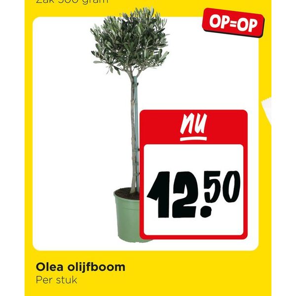 Olea olijfboom