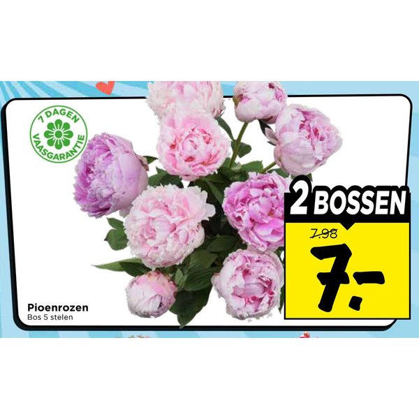 Pioenrozen