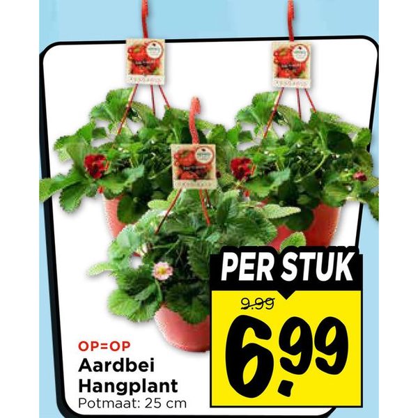 Aardbei Hangplant