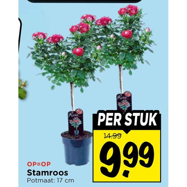 Stamroos
