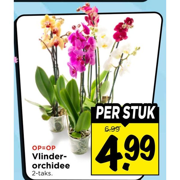 Vlinder-orchidee