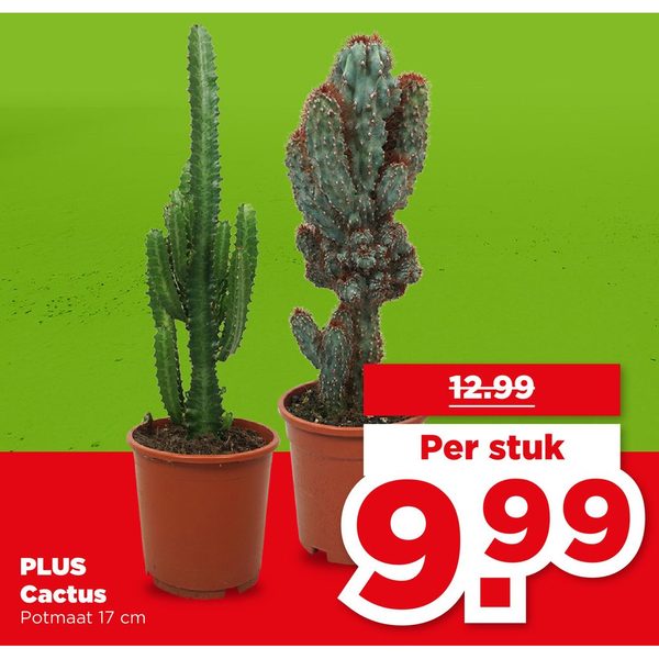 PLUS Cactus