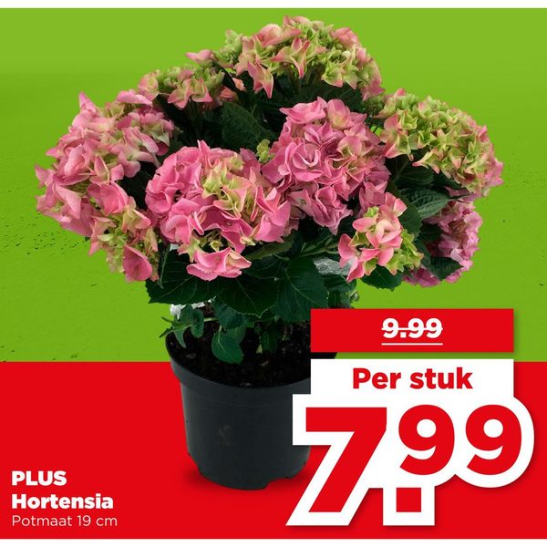 PLUS Hortensia