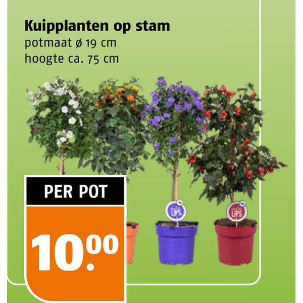 Kuipplanten op stam