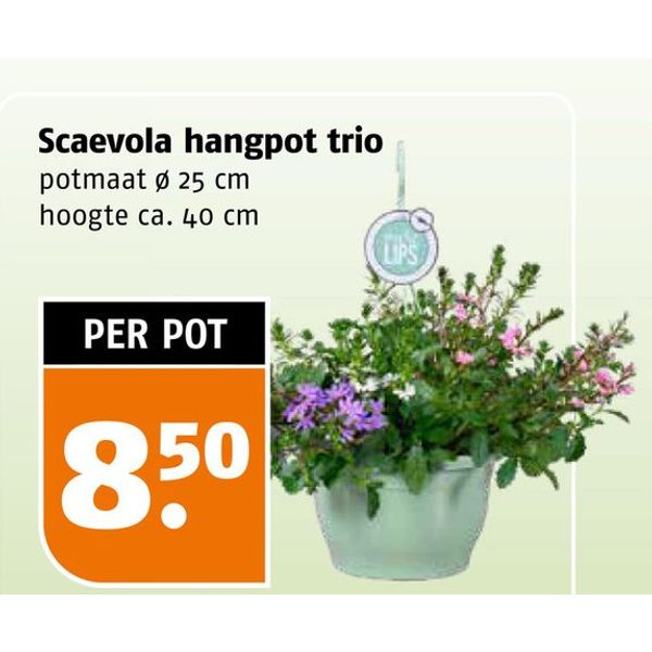 Scaevola hangpot trio