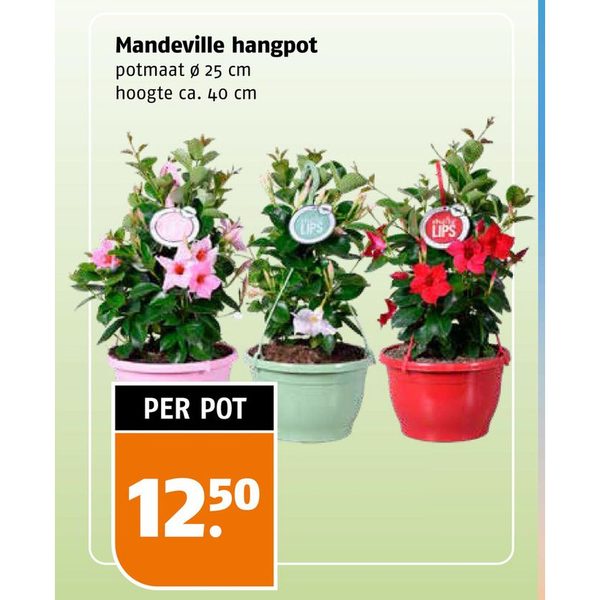 Mandeville hangpot